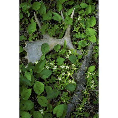 MI, Isle Royale NP, Moose antler in bunchberry Gold Ornate Wood Framed Art Print with Double Matting by Carlson, Mark