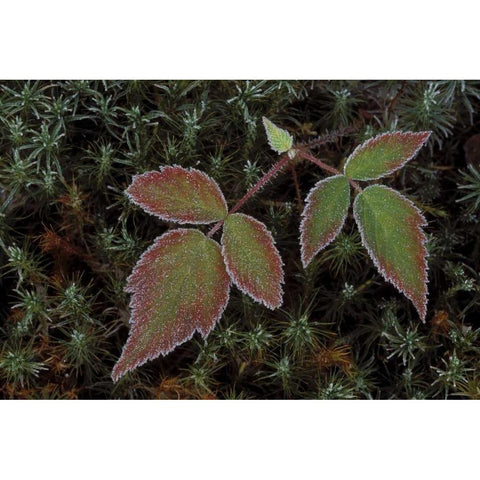 MI, Blackberry bramble leaves and hair cap moss Black Modern Wood Framed Art Print by Carlson, Mark