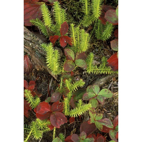 MI, Upper Peninsula, Club moss and bunchberry Black Modern Wood Framed Art Print by Carlson, Mark