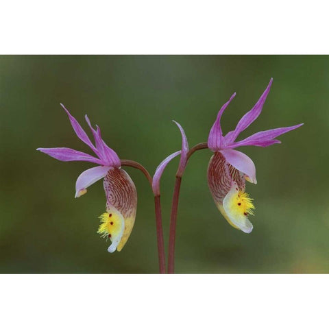 Michigan, Upper Peninsula, Calypso orchids White Modern Wood Framed Art Print by Carlson, Mark