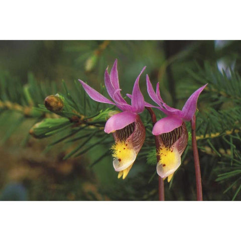 MI, Pair of calypso orchids by a balsam fir Black Modern Wood Framed Art Print with Double Matting by Carlson, Mark