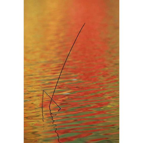 MI, Upper Peninsula, Two lake reeds in autumn Black Modern Wood Framed Art Print by Carlson, Mark