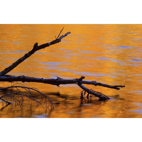 MI, Fallen birch snag in fall reflected in lake Black Modern Wood Framed Art Print by Carlson, Mark