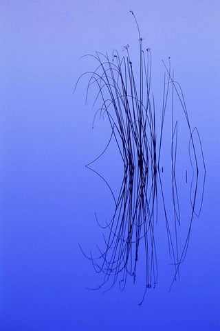 MI, Cluster of soft rushes reflects in a lake White Modern Wood Framed Art Print with Double Matting by Carlson, Mark