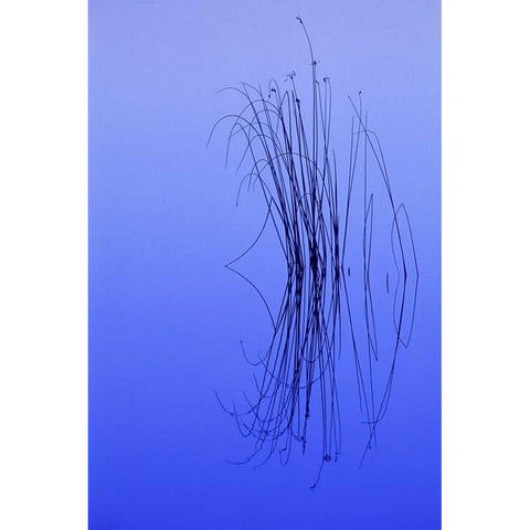 MI, Cluster of soft rushes reflects in a lake Black Modern Wood Framed Art Print by Carlson, Mark