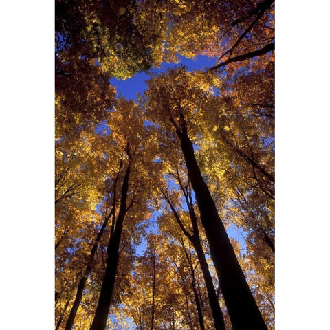 MI, Looking up at blue sky through sugar maples White Modern Wood Framed Art Print by Carlson, Mark
