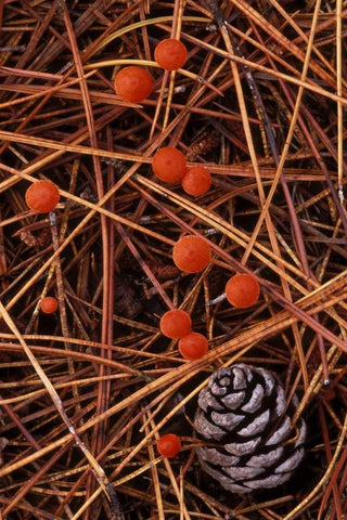 MI, Vermilion hygrophorus mushrooms White Modern Wood Framed Art Print with Double Matting by Carlson, Mark