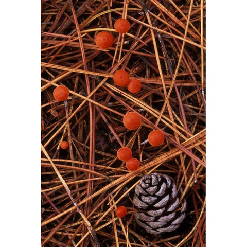 MI, Vermilion hygrophorus mushrooms Black Modern Wood Framed Art Print by Carlson, Mark
