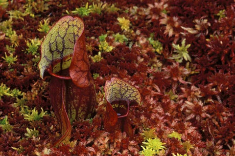 MI, Northern pitcher plants in sphagnum in autumn White Modern Wood Framed Art Print with Double Matting by Carlson, Mark