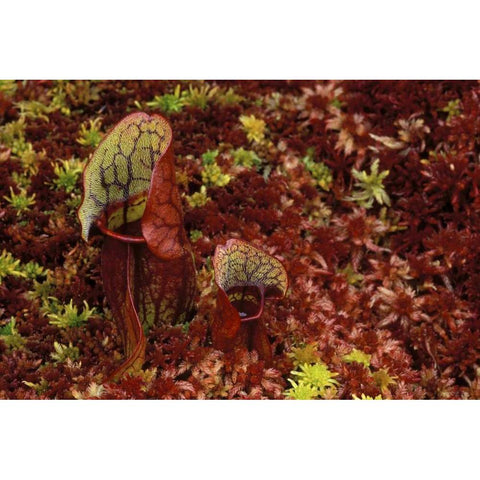 MI, Northern pitcher plants in sphagnum in autumn Black Modern Wood Framed Art Print by Carlson, Mark
