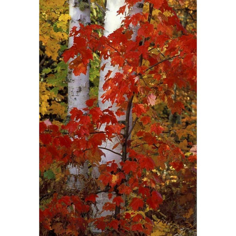 MI, White paper birch with maple trees in Autumn Gold Ornate Wood Framed Art Print with Double Matting by Carlson, Mark