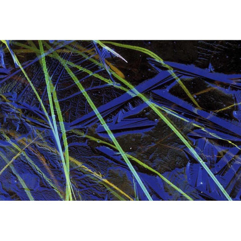 MI, Upper Peninsula, Sedge leaves under thin ice Black Modern Wood Framed Art Print by Carlson, Mark