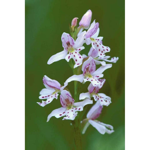 MI, Upper Peninsula, Small round-leafed orchis White Modern Wood Framed Art Print by Carlson, Mark