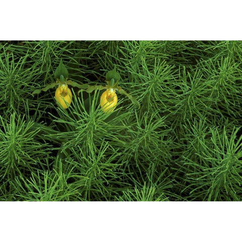 MI, Yellow ladys slipper orchids amid horsetail Black Modern Wood Framed Art Print by Carlson, Mark