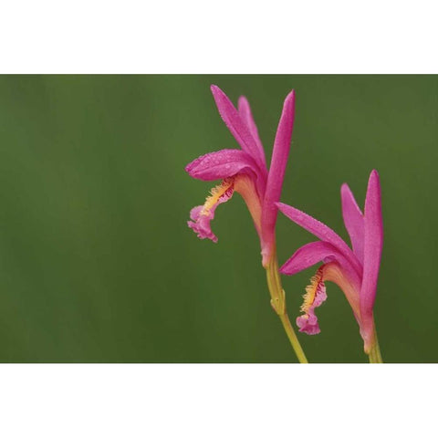 Michigan, Close-up of native orchids White Modern Wood Framed Art Print by Carlson, Mark