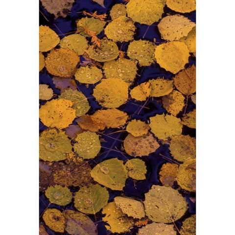 MI, Largetooth aspen leaves in Autumn on water Gold Ornate Wood Framed Art Print with Double Matting by Carlson, Mark