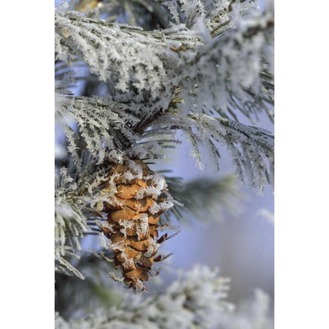 MI, Morning light on balsam fir cone with frost Black Modern Wood Framed Art Print with Double Matting by Carlson, Mark