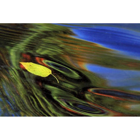 MI, Birch leaf in river with autumn reflections Black Modern Wood Framed Art Print by Carlson, Mark