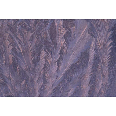 USA, Michigan, Feathery frost patterns on window Black Modern Wood Framed Art Print with Double Matting by Carlson, Mark