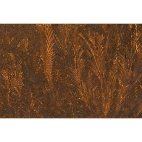 Michigan, Frost patterns on window at sunrise Black Modern Wood Framed Art Print with Double Matting by Carlson, Mark