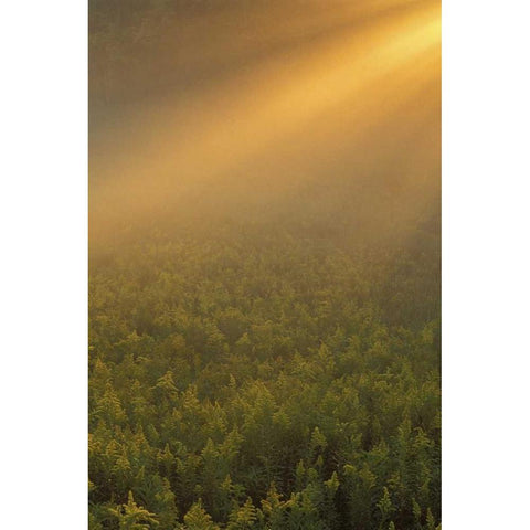 MI, Meadow of goldenrod in foggy summer sunlight Black Modern Wood Framed Art Print with Double Matting by Carlson, Mark