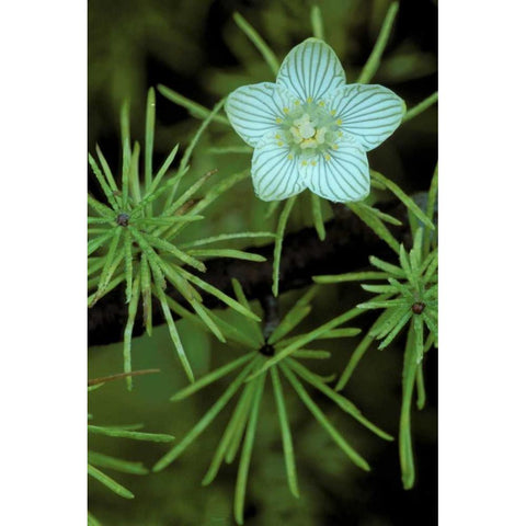 MI, Bog-Star flower in tree needles in autumn Gold Ornate Wood Framed Art Print with Double Matting by Carlson, Mark