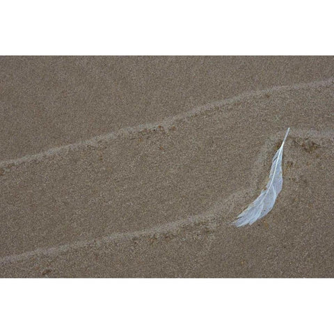 MI, Gull feather and wave lines on Lake Michigan Black Modern Wood Framed Art Print with Double Matting by Carlson, Mark