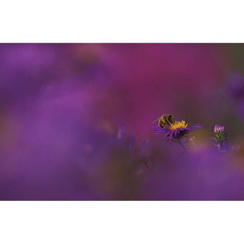 MI, Honeybee pollinating aster blossom Black Modern Wood Framed Art Print by Carlson, Mark