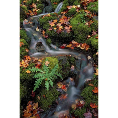 MI, Waterfall through moss and autumn leaves Black Modern Wood Framed Art Print by Carlson, Mark
