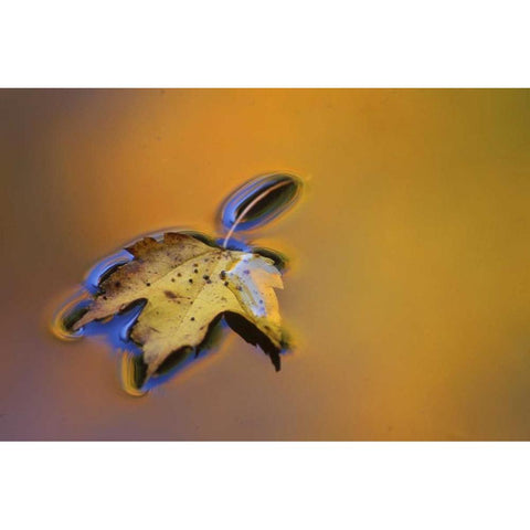 MI, Maple leaf floating on water surface Black Modern Wood Framed Art Print by Carlson, Mark