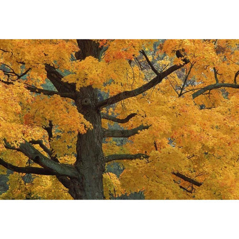 Michigan, Close-up of sugar maple tree in autumn Black Modern Wood Framed Art Print with Double Matting by Carlson, Mark