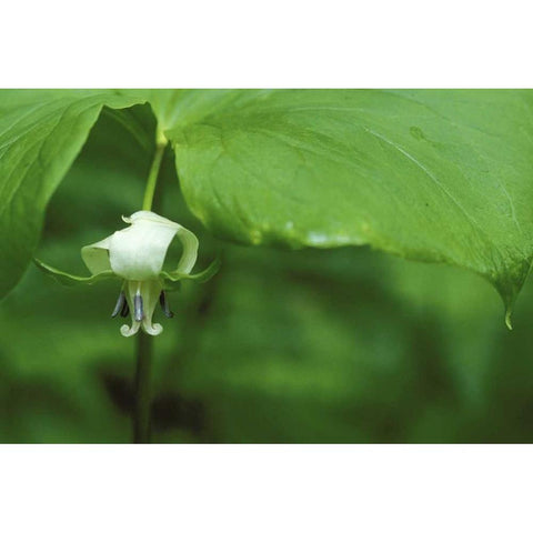 MI, Trillium flower hangs beneath leaf in spring Black Modern Wood Framed Art Print with Double Matting by Carlson, Mark