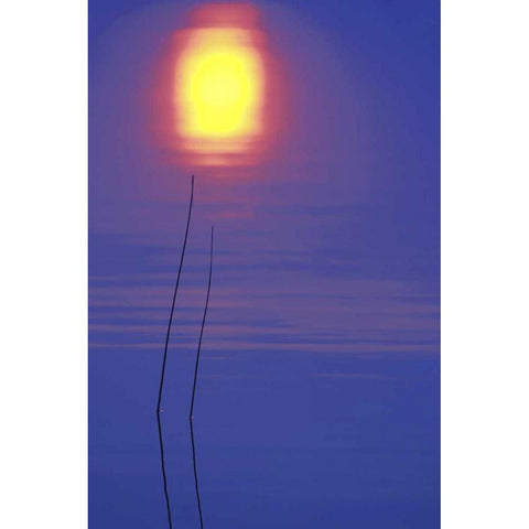 Michigan, Rushes and sunset reflection in lake Black Modern Wood Framed Art Print by Carlson, Mark