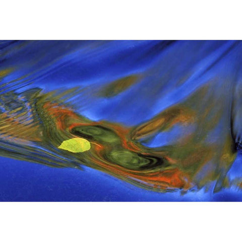 MI, birch leaf in river current in autumn Black Modern Wood Framed Art Print by Carlson, Mark