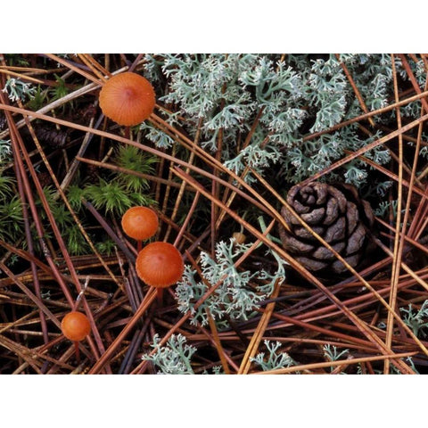 MI, Forest floor with mushrooms and leaf litter Black Modern Wood Framed Art Print with Double Matting by Carlson, Mark