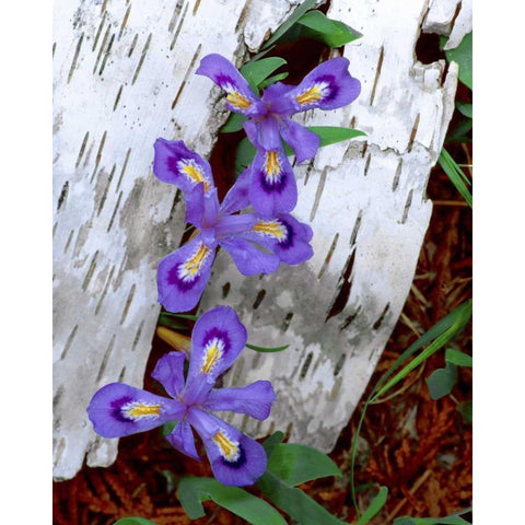 MI, Dwarf lake iris growing through birch bark Gold Ornate Wood Framed Art Print with Double Matting by Zuckerman, Jim