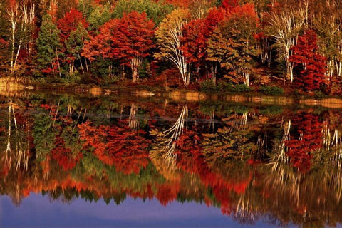 United States, MI, Fall reflects in Thornton Lake Black Ornate Wood Framed Art Print with Double Matting by Welling, Dave