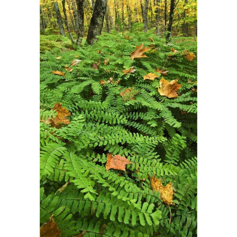 Michigan Fallen leaves on ferns in forest White Modern Wood Framed Art Print by Rotenberg, Nancy