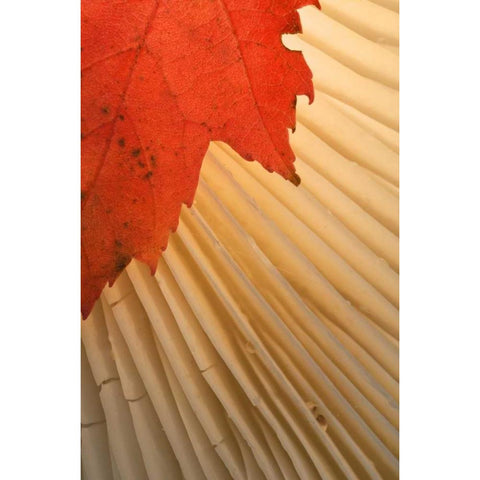 Michigan Red maple leaf and mushroom gill White Modern Wood Framed Art Print by Rotenberg, Nancy