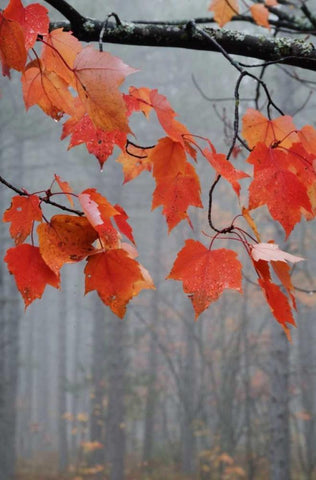 MI, Red maple leaves hang in a foggy forest Black Ornate Wood Framed Art Print with Double Matting by Rotenberg, Nancy
