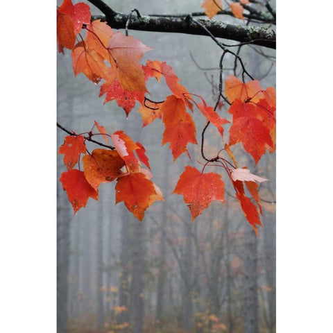 MI, Red maple leaves hang in a foggy forest White Modern Wood Framed Art Print by Rotenberg, Nancy