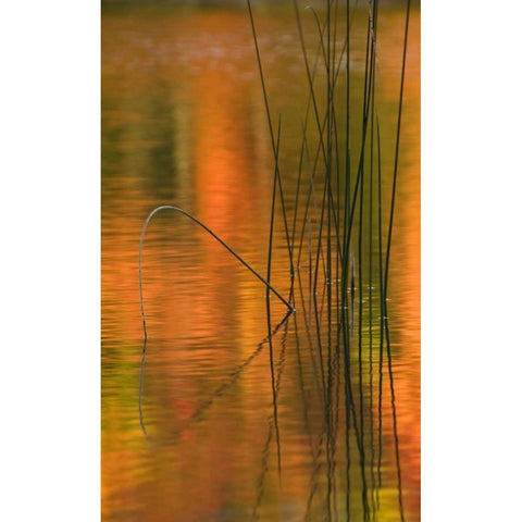 Michigan Reeds in autumn reflections in water Black Modern Wood Framed Art Print by Rotenberg, Nancy
