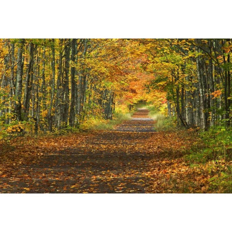 Michigan Roadway into fall foliage White Modern Wood Framed Art Print by Rotenberg, Nancy