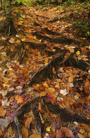 MI, Roots of trees with fallen leaves in autumn White Modern Wood Framed Art Print with Double Matting by Rotenberg, Nancy