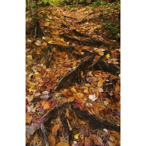 MI, Roots of trees with fallen leaves in autumn White Modern Wood Framed Art Print by Rotenberg, Nancy