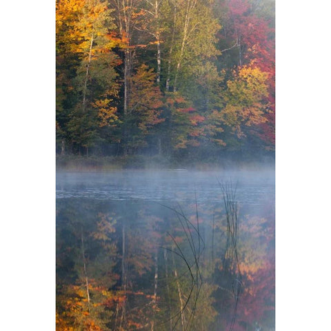 MI, Thornton Lake with fog and tree reflections Black Modern Wood Framed Art Print by Rotenberg, Nancy