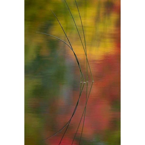 MI, Autumn foliage reflect on Thornton Lake Black Modern Wood Framed Art Print by Rotenberg, Nancy