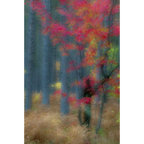 Michigan Soft focus of a forest in autumn color Black Modern Wood Framed Art Print with Double Matting by Rotenberg, Nancy