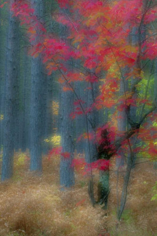 Michigan Soft focus of a forest in autumn color White Modern Wood Framed Art Print with Double Matting by Rotenberg, Nancy