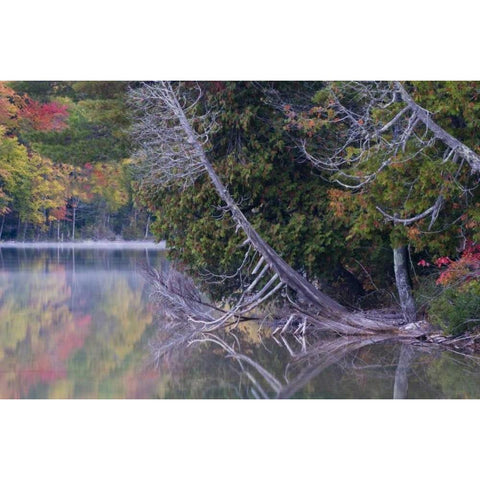 MI, Petes Lake reflects autumn foliage White Modern Wood Framed Art Print by Rotenberg, Nancy